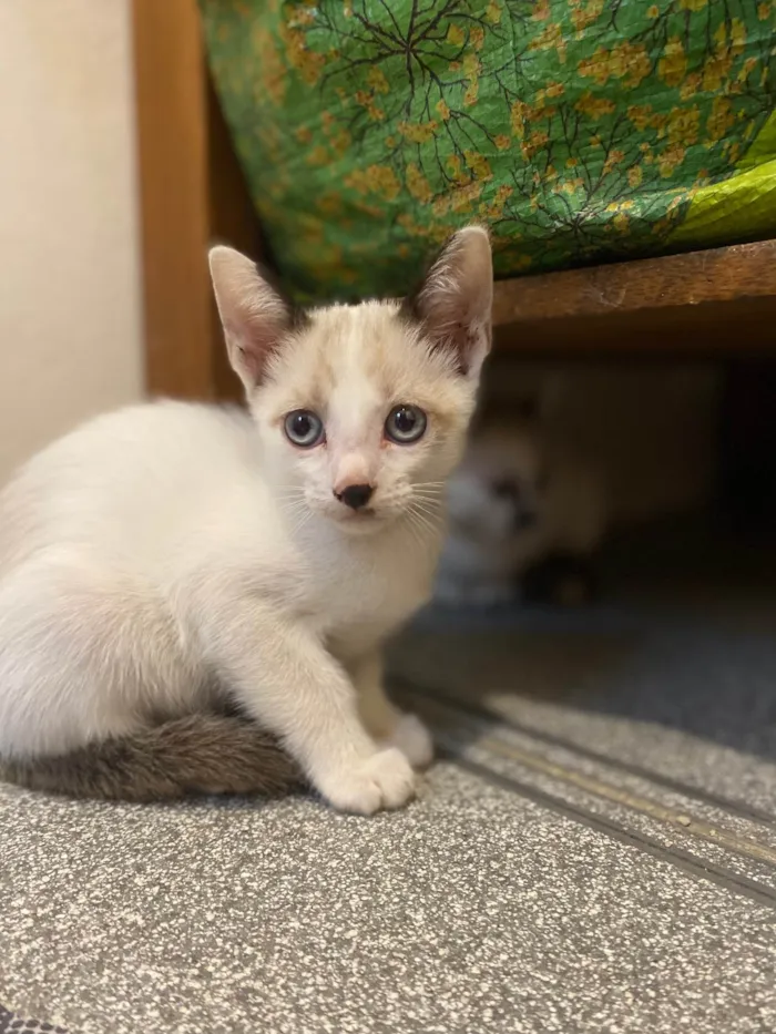 Gato ra a Srd idade Abaixo de 2 meses nome Cadu