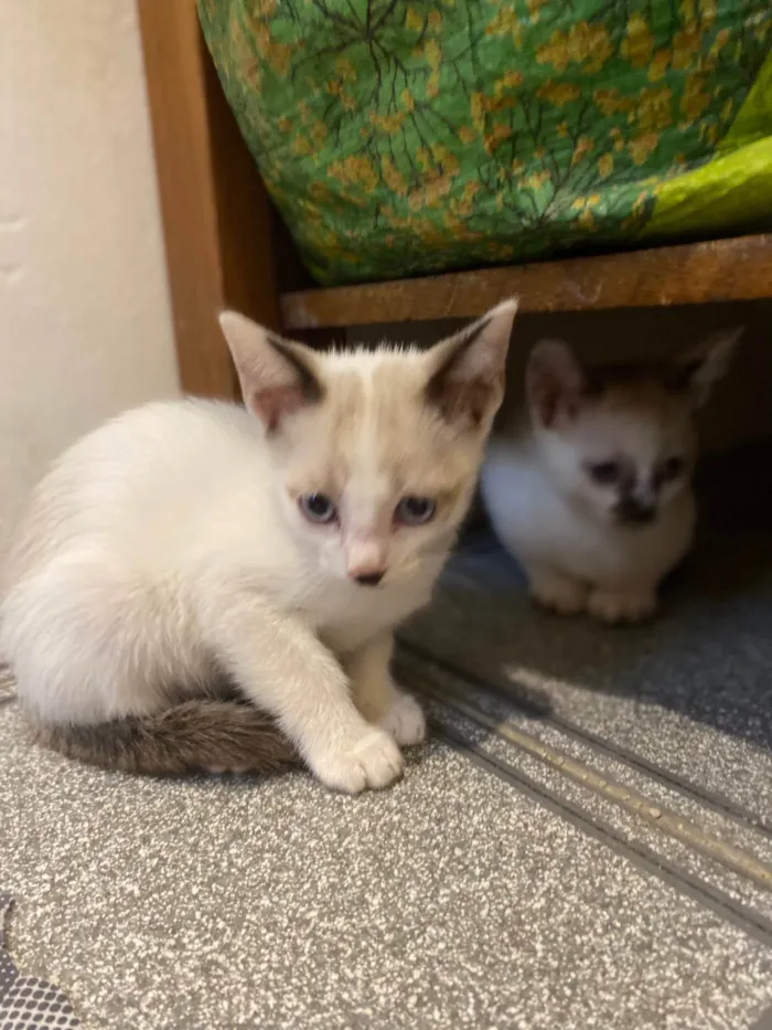 Gato ra a Srd idade Abaixo de 2 meses nome Cadu