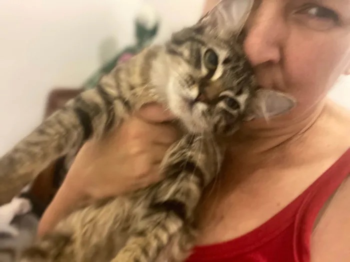 Gato ra a Srd idade 7 a 11 meses nome Suzi