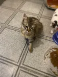Suzi