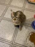 Suzi