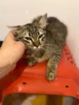 Suzi