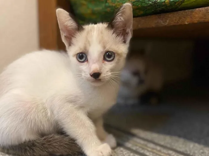Gato ra a Srd idade Abaixo de 2 meses nome Cadu