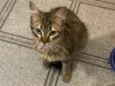 Suzi