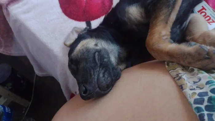 Cachorro ra a SRD-ViraLata idade 2 a 6 meses nome Kyo