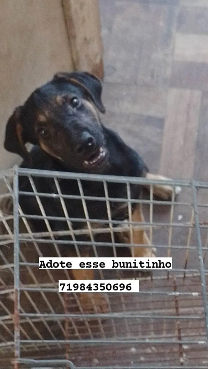Cachorro ra a SRD-ViraLata idade 2 a 6 meses nome Kyo
