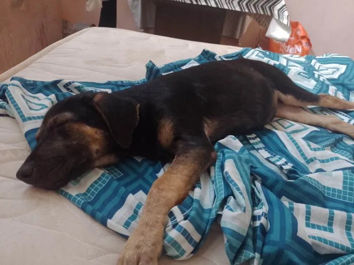 Cachorro ra a SRD-ViraLata idade 2 a 6 meses nome Kyo