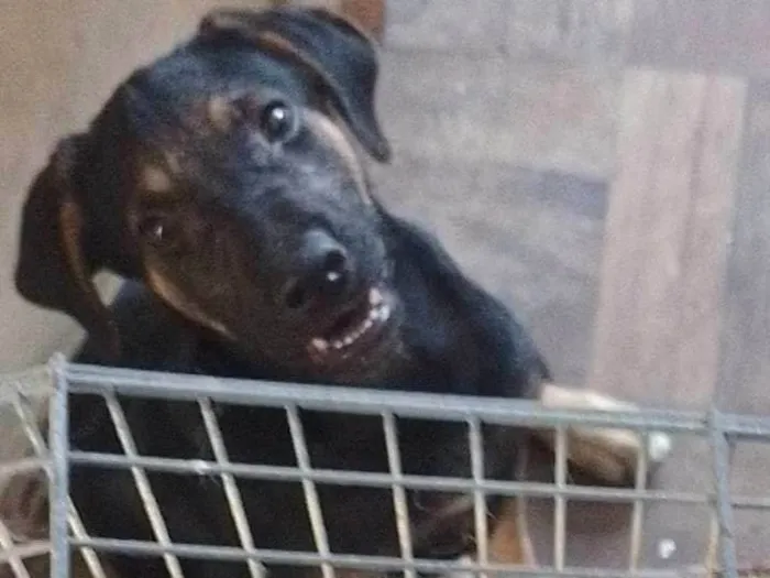 Cachorro ra a SRD-ViraLata idade 2 a 6 meses nome Kyo