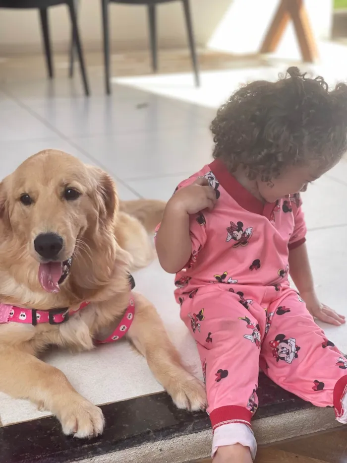 Cachorro ra a Golden Retriever idade 7 a 11 meses nome Kyra