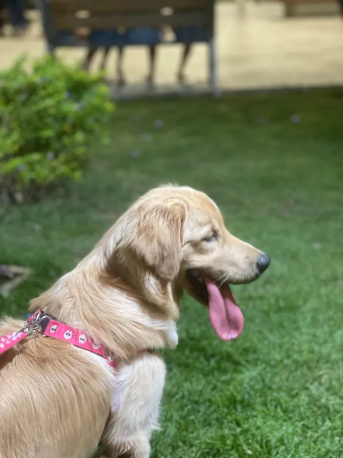 Cachorro ra a Golden Retriever idade 7 a 11 meses nome Kyra