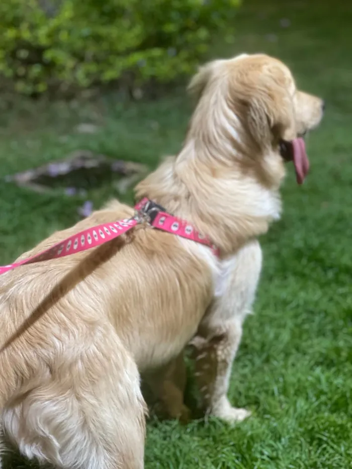 Cachorro ra a Golden Retriever idade 7 a 11 meses nome Kyra
