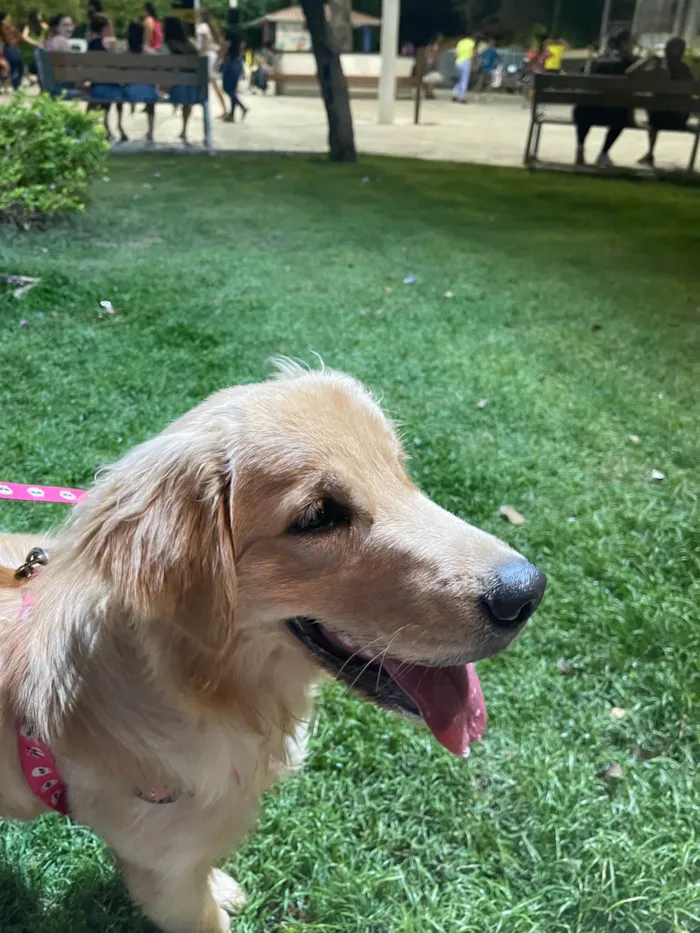 Cachorro ra a Golden Retriever idade 7 a 11 meses nome Kyra