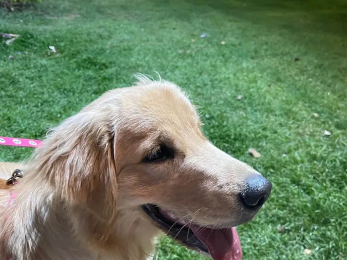 Cachorro ra a Golden Retriever idade 7 a 11 meses nome Kyra