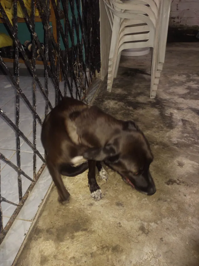 Cachorro ra a Pit-bull+Labrador idade 3 anos nome Meg