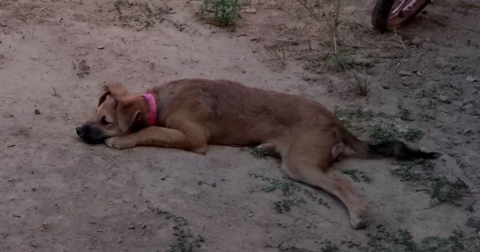 Cachorro ra a Vira lata idade 2 a 6 meses nome lila