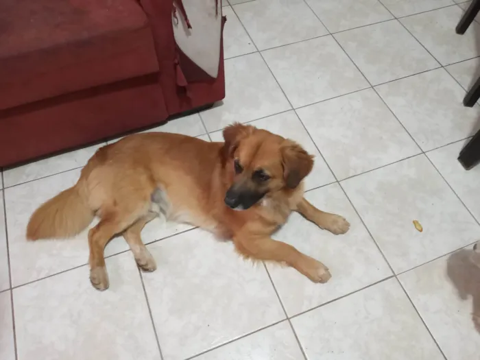 Cachorro ra a SRD-ViraLata idade 1 ano nome Whisky