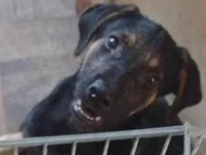Cachorro raça SRD-ViraLata idade 2 a 6 meses nome Kyo
