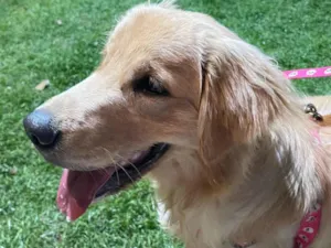 Cachorro raça Golden Retriever idade 7 a 11 meses nome Kyra