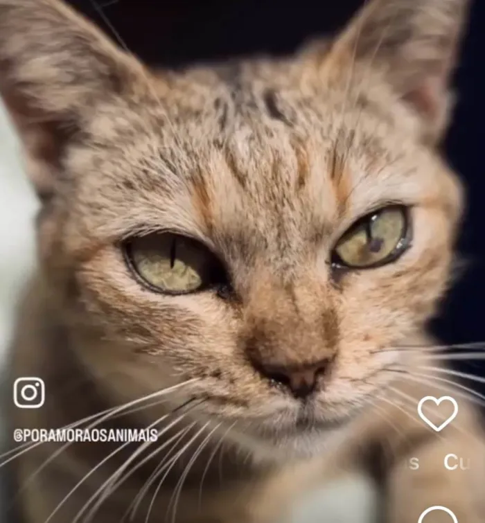Gato ra a SRD-tigrinha idade 2 anos nome Nina