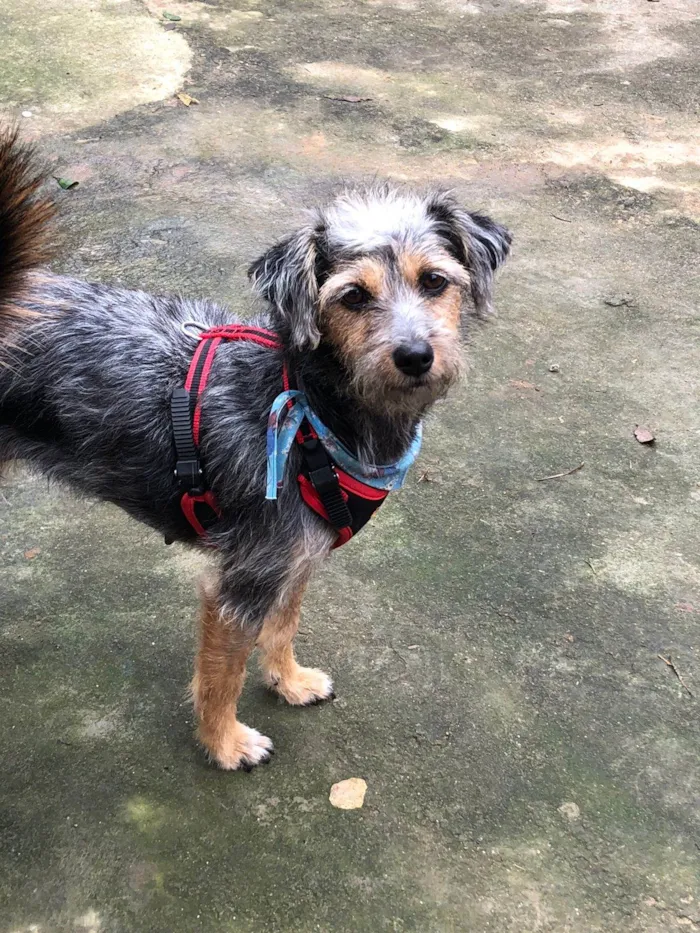 Cachorro ra a SRD idade 1 ano nome Joquito