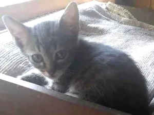Gato raça SRD-ViraLata idade 2 a 6 meses nome RAJADINHOS