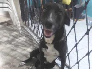 Cachorro raça Pit-bull+Labrador idade 3 anos nome Meg