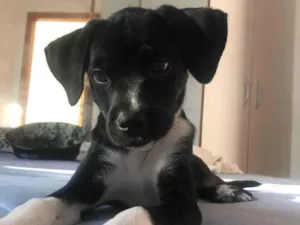 Cachorro raça Viralata idade 2 a 6 meses nome Maya Luísa 