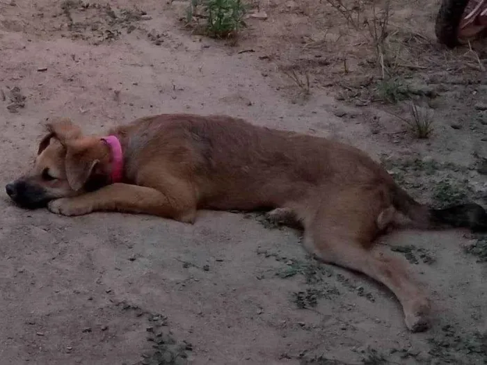 Cachorro ra a Vira lata idade 2 a 6 meses nome lila