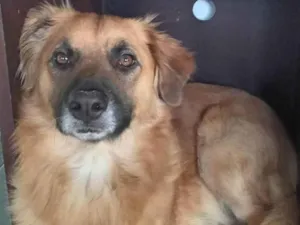 Cachorro raça SRD-ViraLata idade 1 ano nome Whisky