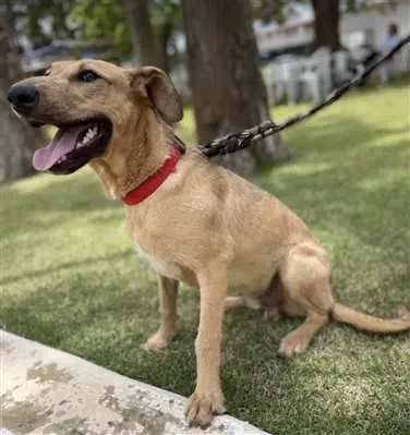 Cachorro ra a SRD-caramelo idade 1 ano nome Billy 