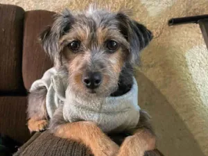 Cachorro raça SRD idade 1 ano nome Joquito