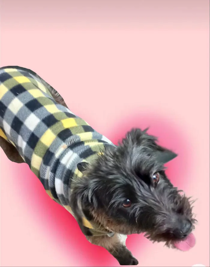 Cachorro ra a SRD-ViraLata idade 1 ano nome Hannah PorteP  1aninho 