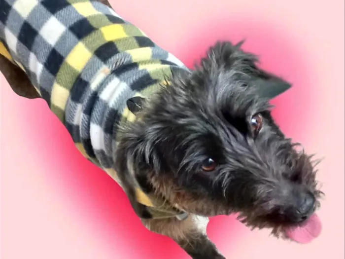 Cachorro ra a SRD-ViraLata idade 1 ano nome Hannah PorteP  1aninho 