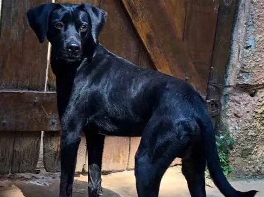Cachorro ra a SRD-negro idade 1 ano nome Di Diego 
