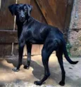 Di Diego 