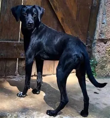 Cachorro ra a SRD-negro idade 1 ano nome Di Diego 