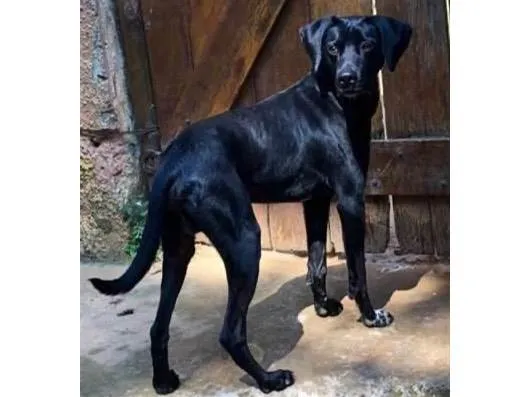 Cachorro ra a SRD-negro idade 1 ano nome Di Diego 