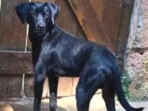 Cachorro raça SRD-negro idade 1 ano nome Di Diego 