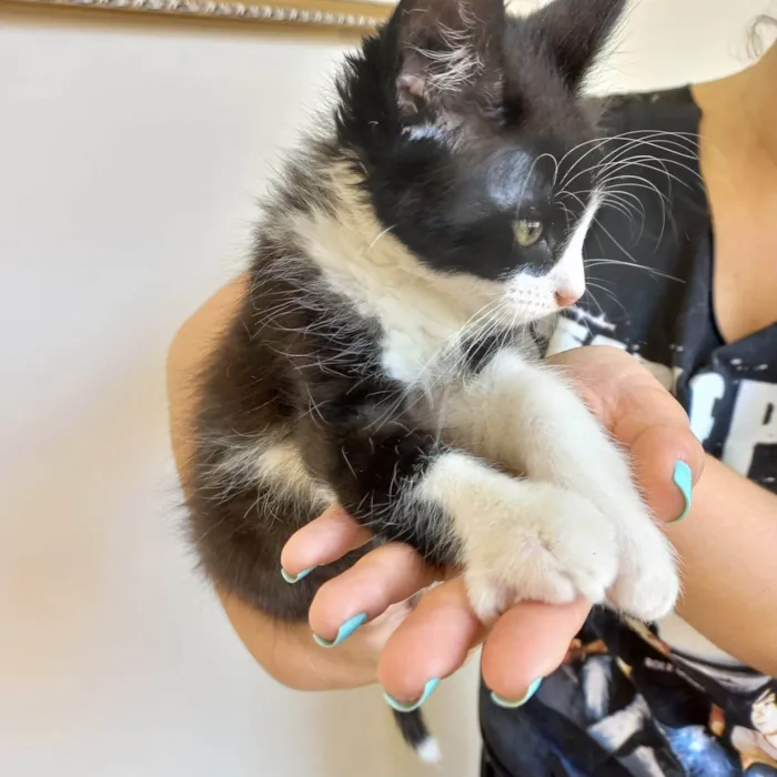 Gato ra a SRD-ViraLata idade 2 a 6 meses nome Sakê bb2meses lindo 