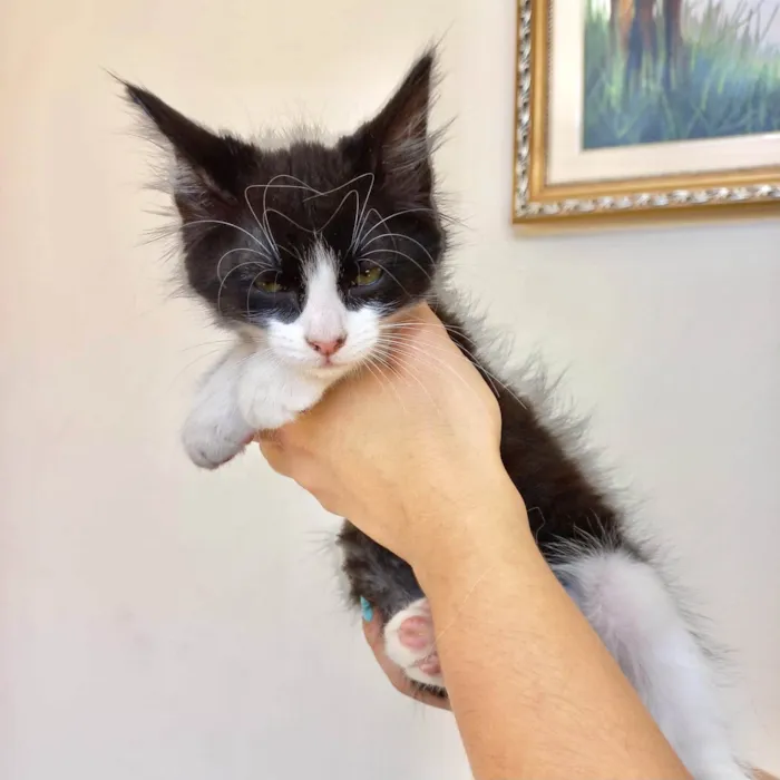 Gato ra a SRD-ViraLata idade 2 a 6 meses nome Sakê bb2meses lindo 