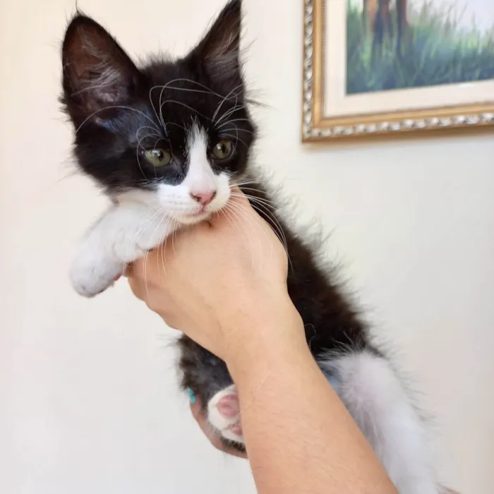 Gato ra a SRD-ViraLata idade 2 a 6 meses nome Sakê bb2meses lindo 