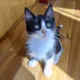 Sakê bb2meses lindo 