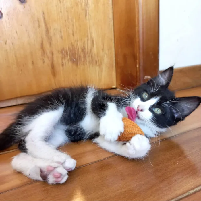 Gato ra a SRD-ViraLata idade 2 a 6 meses nome Sakê bb2meses lindo 