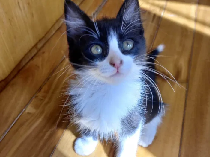 Gato ra a SRD-ViraLata idade 2 a 6 meses nome Sakê bb2meses lindo 