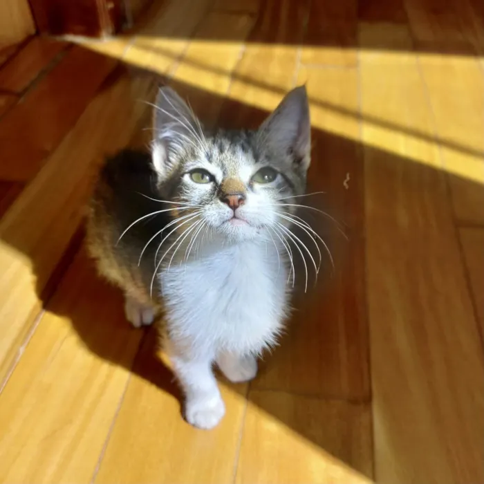 Gato ra a SRD-ViraLata idade 2 a 6 meses nome Suki bb2meses lindo 