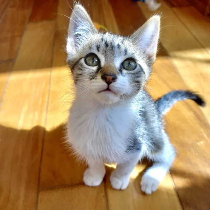 Gato ra a SRD-ViraLata idade 2 a 6 meses nome Suki bb2meses lindo 