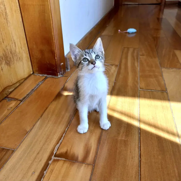 Gato ra a SRD-ViraLata idade 2 a 6 meses nome Suki bb2meses lindo 