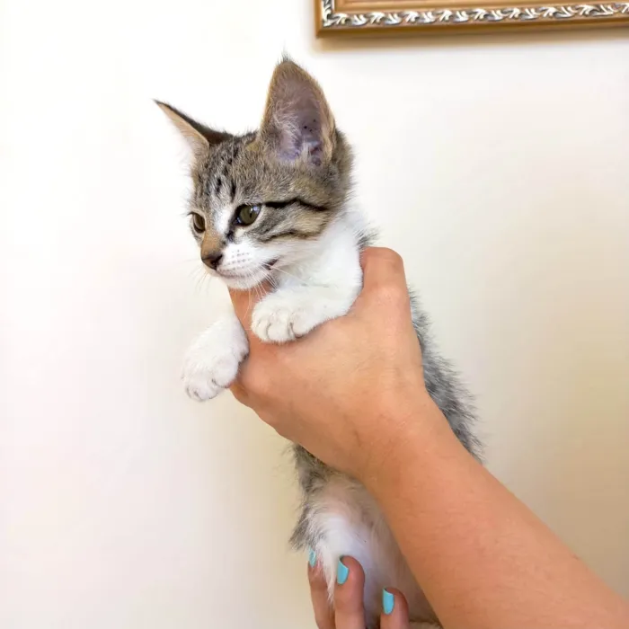 Gato ra a SRD-ViraLata idade 2 a 6 meses nome Suki bb2meses lindo 