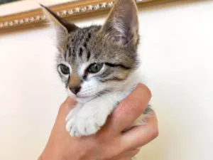 Gato raça SRD-ViraLata idade 2 a 6 meses nome Suki bb2meses lindo 