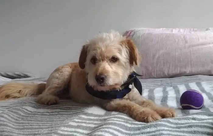 Cachorro ra a vira-lata idade 5 anos nome Yuri